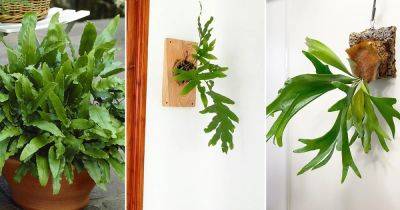 8 Best Ferns for Mounting on the Wall