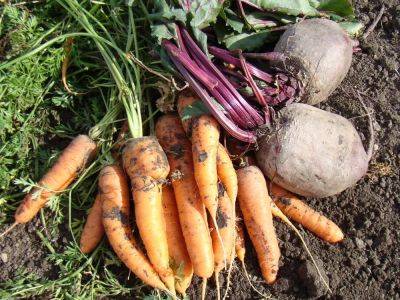 Tips for keeping beets and carrots safe from freezing weather