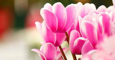 How to Care for Cyclamen During Dormancy| Gardener’s Path
