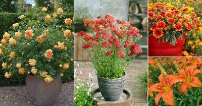 Orange Flowers : 53 Best with Names and Pictures
