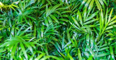 How to Grow and Care for Bamboo Palms