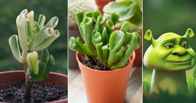 4 Succulents That Look Like Shrek Ears