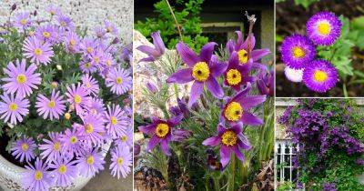 12 Beautiful Purple Flowers With Yellow Center