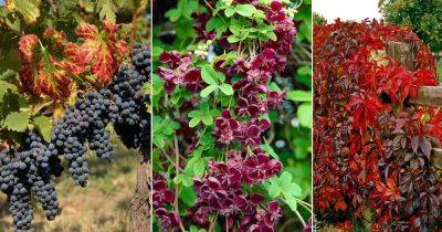 5 Stunning Vines with Red Stems and 5 Leaves