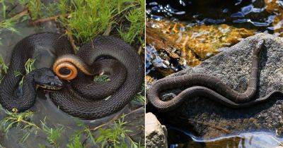 8 Most Common Water Snakes in Ohio