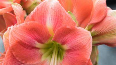 How to care for an amaryllis | House & Garden