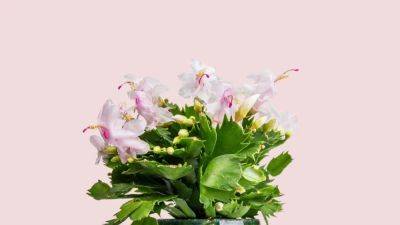 Christmas cactus: How to care for these trailing Brazilian succulents | House & Garden