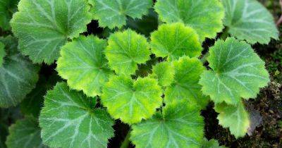 Tips for Growing Strawberry Geraniums Outdoors