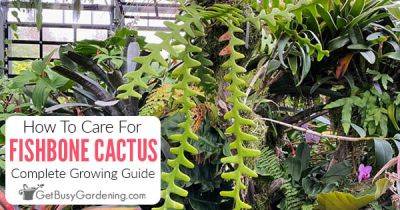 How To Care For Fishbone Cactus (Selenicereus anthonyanus)