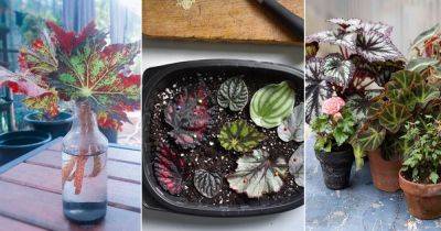 How to Propagate Begonias: 5 Best Ways