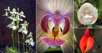 8 Orchids that Look Like Birds