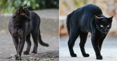 What Does It Mean When You See a Black Cat