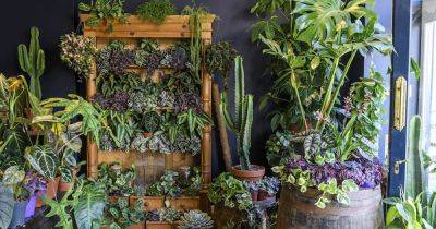 Your gardening questions answered: Should I get my houseplants watered while I’m away over winter?