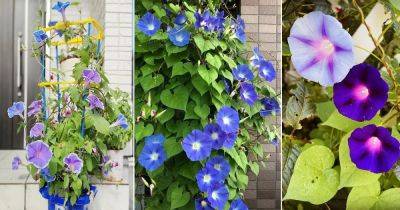 Morning Glory Flower Meaning and Symbolism