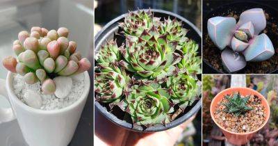 25 Tiny Mini Succulents for a Cute Garden