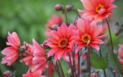 ​New Dahlias to Grab for Summer!