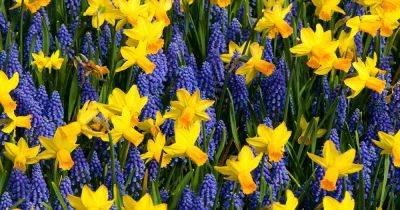 When and How to Plant Flower Bulbs After Forcing