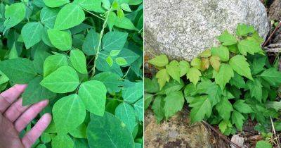 Hog Peanut vs. Poison Ivy: All the Differences