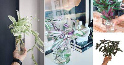 8 Most Beautiful Tradescantias to Grow in Water