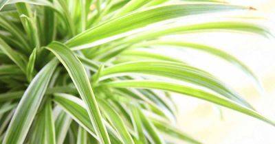 How to Repot Spider Plants in 5 Easy Steps