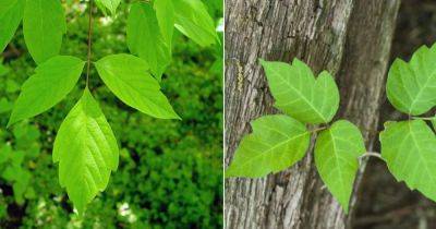 14 Poison Ivy Look Alike Plants with Three Leaves
