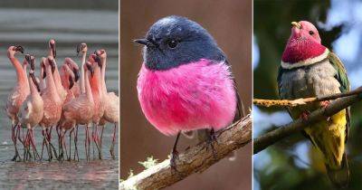 19 Most Beautiful Pink Birds in The World