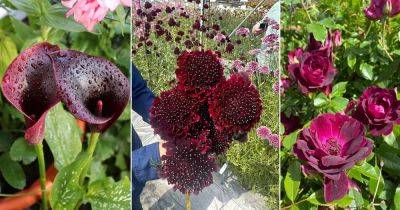 12 Stunning Burgundy Flowers