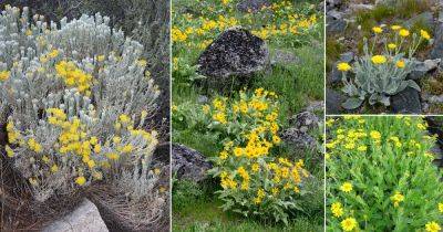 63 Types of Yellow Wildflowers