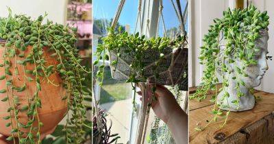 8 Plants Similar to String of Pearls