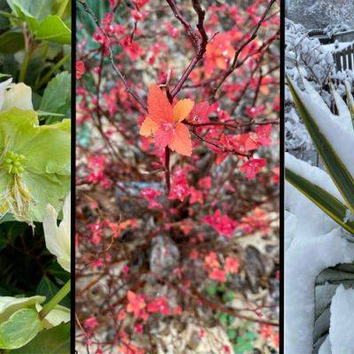 10 Bold Plants for Winter Interest in the Southeast
