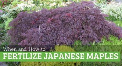 Japanese Maple Fertilizer: How and When to Apply