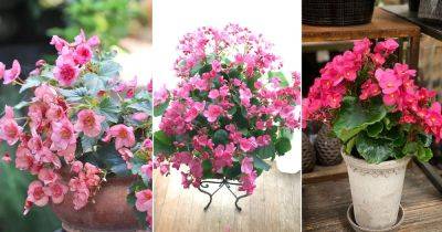 How to Grow Christmas Begonia | Best Types of Christmas Begonias