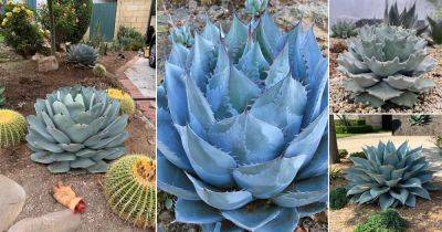 9 Beautiful Types of Blue Agave Plants