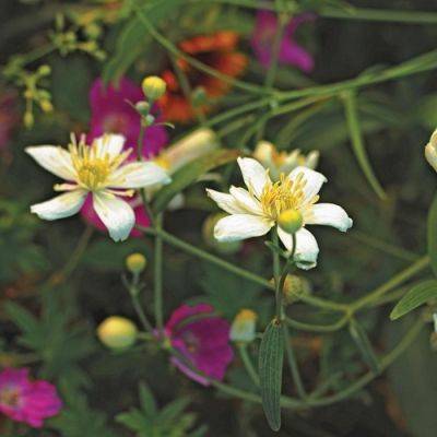 Try These Strong Summer Bloomers for the Midwest this Spring