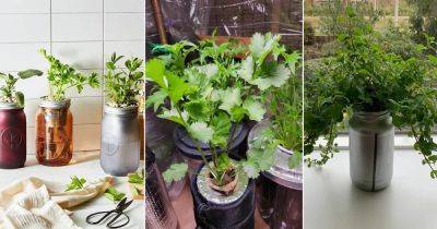 Grow Herbs Year Round Without Soil With this Method