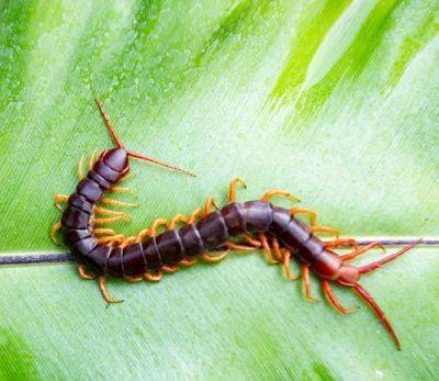 What Does It Mean When You See A Centipede?
