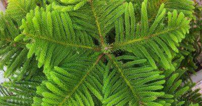11 Causes of Yellow or Brown Leaves on Norfolk Island Pines