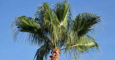 How to Grow and Care for Mexican Fan Palms
