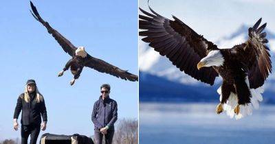 What Does It Mean When an Eagle Flies Over You?