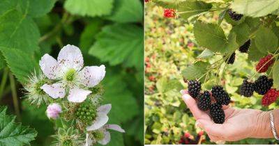 When Do Blackberries Bloom and Fruit? Find Out!