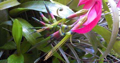 How to Grow and Care for Queen’s Tears Bromeliads