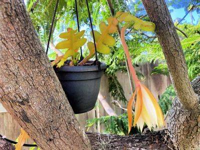 How To Care For Ric Rac Cactus (Epiphyllum anguliger)