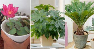 16 Beautiful Japanese Indoor Plants