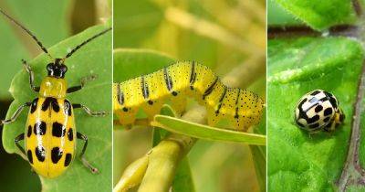 11 Most Common Yellow Bugs on Plants