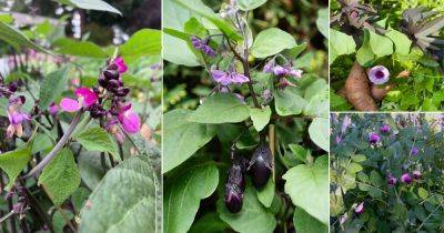 9 Vegetables With Purple Flowers