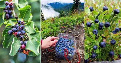 11 Berries That Look Like Blueberries