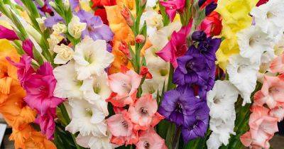 How to Start Gladiolus Indoors for Early Flowering