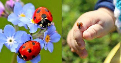 7 Reasons Why Ladybugs Are Good Luck