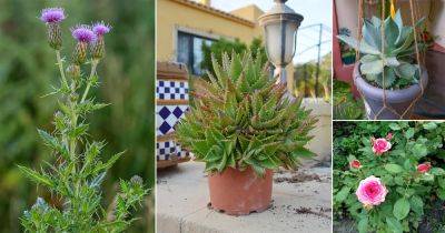 17 Plants with Prickly Leaves