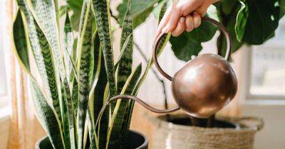 When and How to Water Houseplants